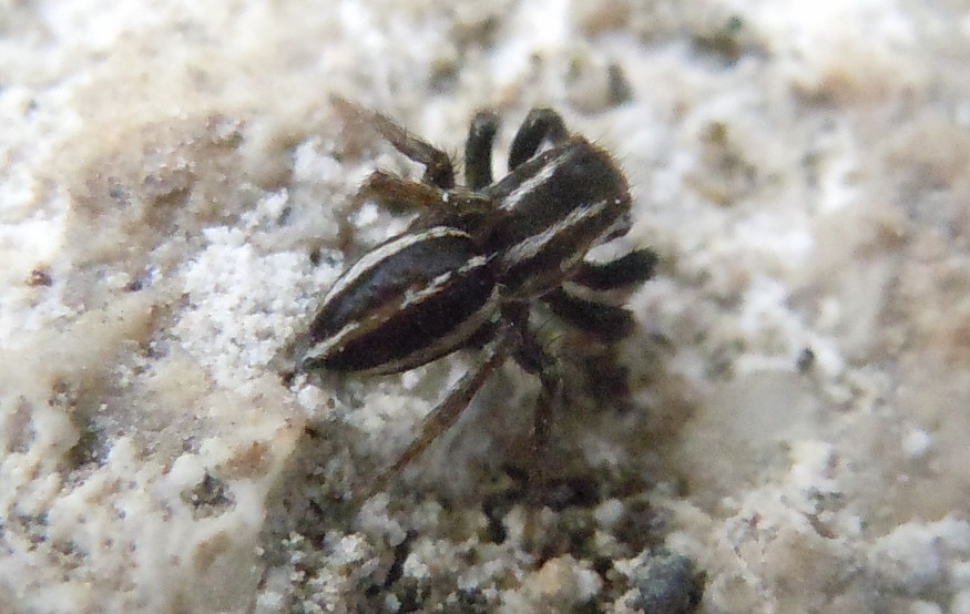 Phlegra bresnieri  -  Agnano(NA)